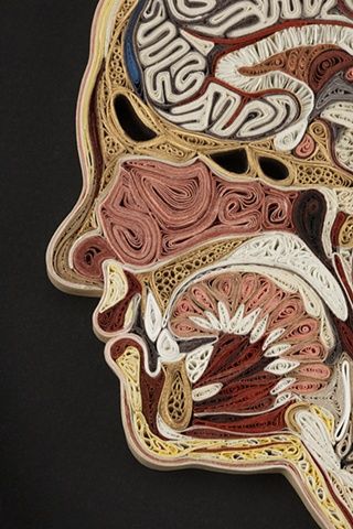 A detail of Profile, by Lisa Nilsson, showing the sinuses, front teeth and tongue. Physiology Study, Arte Quilling, High School Art Lessons, Juxtapoz Magazine, Paper Illustration, Cross Section, High School Art, Wow Art, Anatomy Art