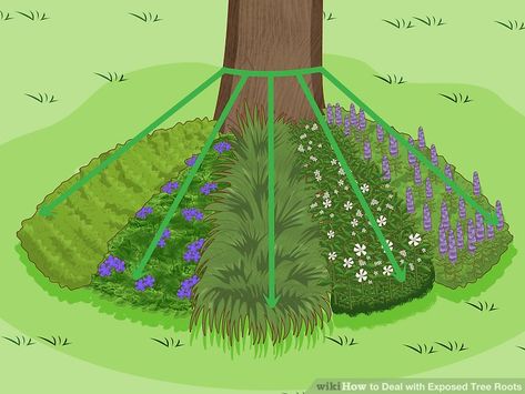 Exposed Tree Roots, Garden Soil Mix, How To Landscape, Colorado Blue Spruce, Plants Under Trees, Landscaping Around Trees, Tree Bed, Mulch Landscaping, Tree Base