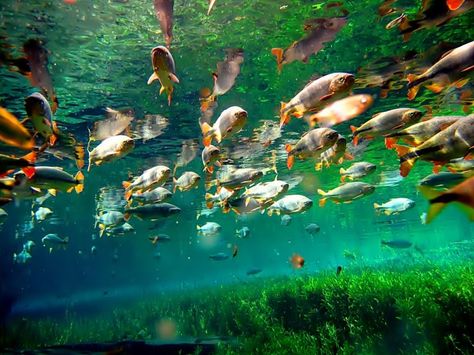 The Aquário Natural (Natural Aquarium), Bonito, Mato Grosso do Sul, Brazil [800 x 600] - Imgur Underwater Pictures, Aquatic Ecosystem, Fishing Pictures, Water Pond, Water Animals, Animal Planet, Sea Life, South America, Fish Pet