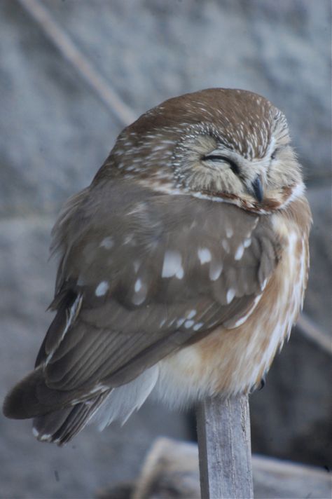 Saw Whet Owl, Photo Animaliere, Owl Pictures, Beautiful Owl, Owl Bird, Pretty Birds, Cute Owl, Birds Of Prey, Animal Photo