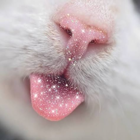 Shimmer Aesthetic, Aesthetic Kitten, الفن الرقمي, Desain Quilling, Cat Hacks, Cute Cats Photos, Cat Aesthetic, Cute Cats And Kittens, Cat Litter Box