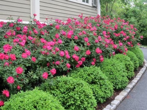 Azaleas and round shrubs, with the larger trees out and smaller potted trees, azaleas would have a better chance for needed light now. Boxwood Landscaping, Knockout Roses, Front Landscaping, Low Maintenance Landscaping, Garden Shrubs, Have Inspiration, House Landscape, Front Yard Landscaping Design, Front Of House