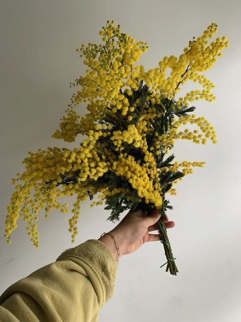 Insta Aesthetic, Mimosa Flower, Women Day, Bloom Where Youre Planted, 8 March, Flower Guide, Nothing But Flowers, Flower Therapy, Beautiful Bouquet Of Flowers