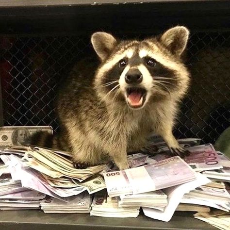 Raccoon Memes, Pet Raccoon, Funny Raccoon, Cute Raccoon, Raccoon Funny, Funny Pets, Trash Panda, Silly Animals, Racoon