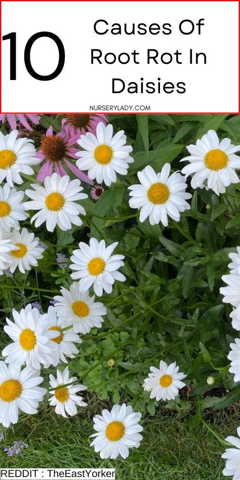 Discover the 10 common causes of root rot in daisies and learn how to prevent and fix this issue. From overwatering to poor soil drainage, find out the key reasons your daisies may be suffering and ways to keep them healthy. Stop root rot in its tracks and ensure your daisy blooms thrive! Daisy Care, Wilting Flowers, Wilted Flowers, Shasta Daisy, Bellis Perennis, Daisy May, Root Rot, Drought Resistant, The Secret Garden