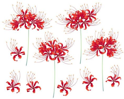 red spider lily meaning Lilies Drawing, Red Spider Lily, Spider Lily, Lily Tattoo, Desenho Tattoo, Japanese Tattoo Art, Japanese Flowers, Anime Tattoos, Lily Flower