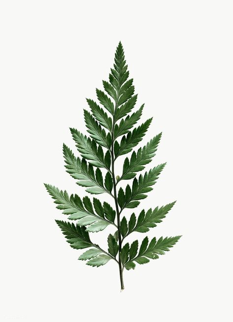 Leatherleaf fern on white background | free image by rawpixel.com Fern Reference, Flowers With White Background, Fern Drawing, Leatherleaf Fern, Fern Images, Seni Resin, Pretty Leaves, Fern Design, Fern Leaves