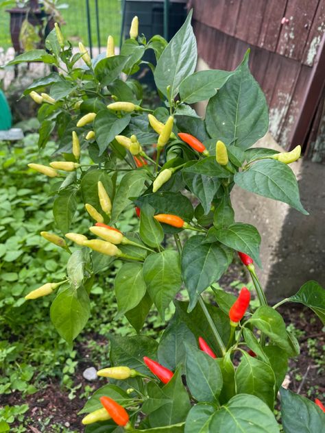 Dream Garden Vegetable, Chilli Tree, Fruit And Veg Garden, Aesthetic Fruits, Picnic Cafe, Housing Community, Chilli Plant, Best Garden Tools, Airport Pictures