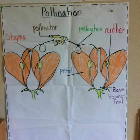 Pollination plants anchor chart Pollination Anchor Chart, Plants Anchor Chart, Agriculture Science, Science Light, Vegetable Chart, Homeschool Nature, Science Anchor Charts, Second Grade Science, Earth Week