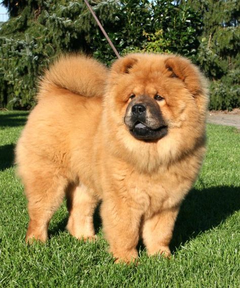 Chow chow Cute Chow Chow Puppies, Cute Chow Chow, Chow Chow Dog Puppy, Chow Chow Puppies, Perros Chow Chow, Chow Dog Breed, Chow Puppies, Corgi Breeds, Chow Chow Dog