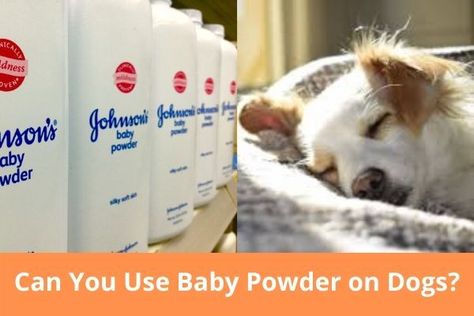 Baby Aspirin For Dogs, Flea Powder For Dogs, Dog Gravy, Aspirin For Dogs, Baby Powder Uses, Flea Powder, Dog Hot Spots, Smelly Dog, Pet Smell