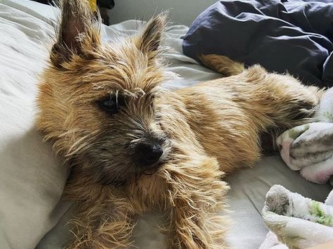 Carin Terrier Puppies, Cairn Terrier Puppies, Cairn Terrier Mix, Adopt A Puppy, Pet Rat, Stacked Bob, Cairn Terriers, Yorkie Terrier, Loving Animals