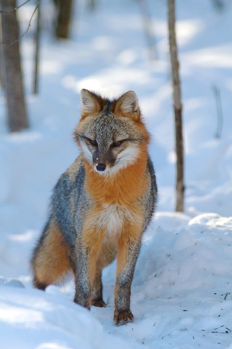 FUN GRAY FOX FACTS: These very small canids are about two feet long, plus the 12 to 15 inch long bushy tail. Description from thephotonaturalist.com. I searched for this on bing.com/images Fox Facts, Owl Hoodie, History Photography, Fox Pictures, Grey Fox, Pet Fox, Owl Necklace, Wild Dogs, Cute Fox