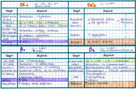 mynotes4usmle: ALPHA & BETA RECEPTORS I love handwritten... Adrenergic Agonist, Alpha And Beta Receptors, Beta Receptors, Pharmacy School Study, Brain Photo, Pharmacology Mnemonics, Nursing School Studying Cheat Sheets, Crna School, Adrenergic Receptors