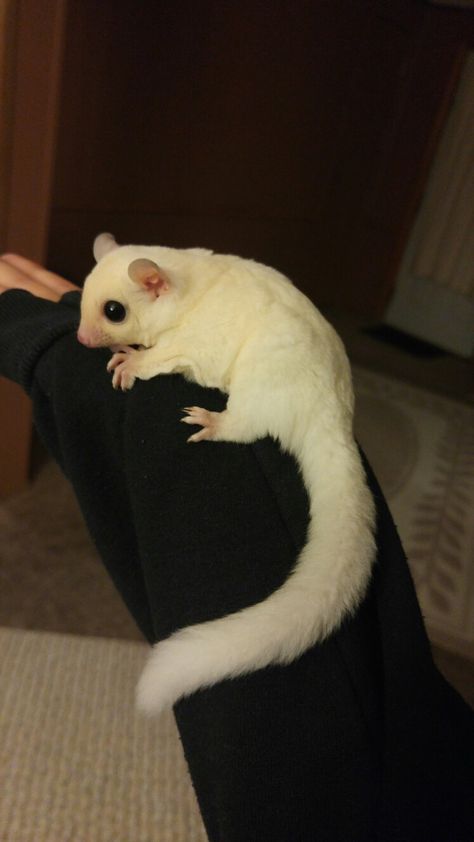 Sugar Glider Habitat, Sugar Glider Cute, Cute Sugar Glider, Sugar Glider Pet, Sugar Glider Cage, Cute Animal Tattoos, Exotic Pet, Animals Tattoo, Tattoo Nature