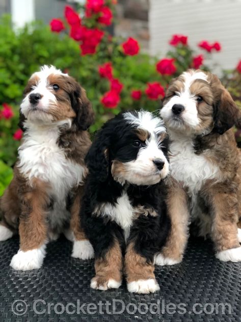 Bernedoodle and Mini Bernedoodles for Sale Crockett Doodles, Animals Adorable, Bernedoodle Puppy, Doodle Puppy, Doodle Dog, Animals Funny, Cutest Animals, Pretty Dogs, Teacup Puppies