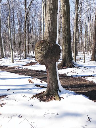 Harvesting a Burl - Woodworking | Blog | Videos | Plans | How To Tree Burl Ideas, How To Dry Wood Slices, Cedar Art, How To Dry Wood, Sawmill Lumber, Wood Finishing Techniques, Plant Biology, Building Hacks, Tree Burl