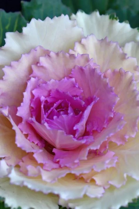 Growing Ornamental Kale - The Perfect Plant For Fall Decorating! Ornamental Kale Container, Purple Kale Plant, Harvesting Kale, Cabbage Worms, Ornamental Kale, Kale Leaves, Ornamental Cabbage, Cool Weather, Autumn Display