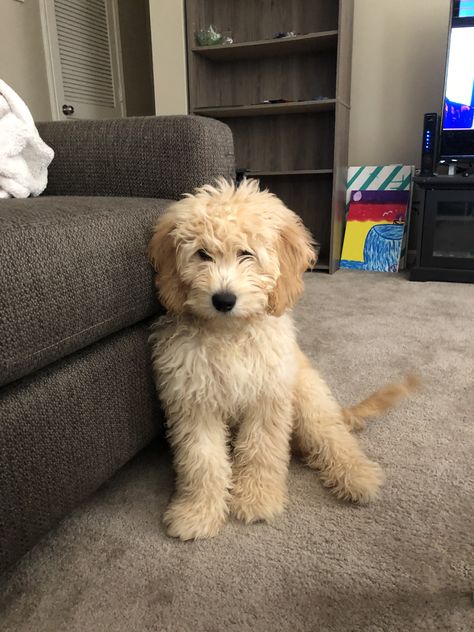 Goldendoodle Golden Labradoodle Puppy, Teacup Goldendoodle Full Grown, Golden Doodle Full Grown, Mini Golden Doodle Full Grown, Mini Goldendoodle Full Grown, Goldendoodle Full Grown, Poodle Puppy Training, Teacup Goldendoodle, Mini Golden Doodle