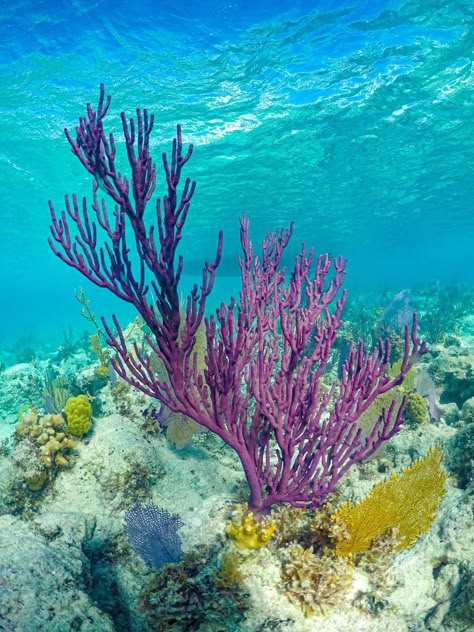 Ocean Plants Underwater, Coral Photography Underwater, Sea Coral Photography, Coral Reef Architecture, Seabed Photography, Sea Plants Underwater, Under The Sea Photography, Ocean Flora, Reef Photography