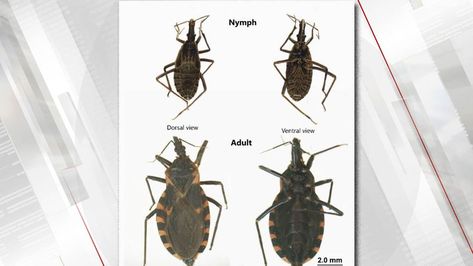 OSU Researcher Learning More About Kissing Bug Deadly Disease - News9.com - Oklahoma City, OK - News, Weather, Video and Sports | Oklahoma State University, Oklahoma, Disease, Kiss, Bugs