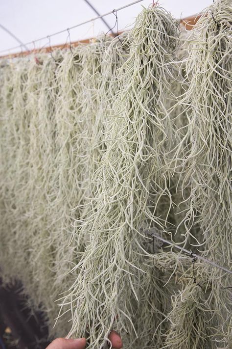 PRICES MAY VARY. Drought Tolerant No Soil Needed Air Plant Spanish Moss Thick Form Velvety Texture This is a bunch of Usneoides Thick Form. It is a thick velvety form of Spanish Moss. Great for designing! Just water weekly. Will double in size in 1 year!