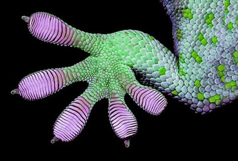 the gecko effect Karma Chameleon, Paw Logo, Colorful Snakes, Nature Projects, Bio Art, Komodo Dragon, Creature Concept Art, Reptiles And Amphibians, Creature Concept