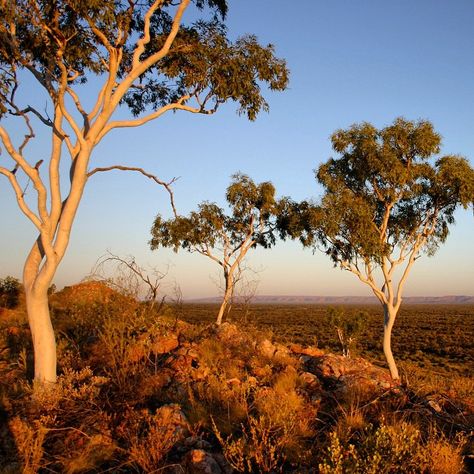 Outback Australia Photography, Australian Bush Landscape, Australian Bush Aesthetic, Bush Australia, Australian Forest, Australian Aesthetic, Australian Sunset, Australian Environment, Australian Gothic