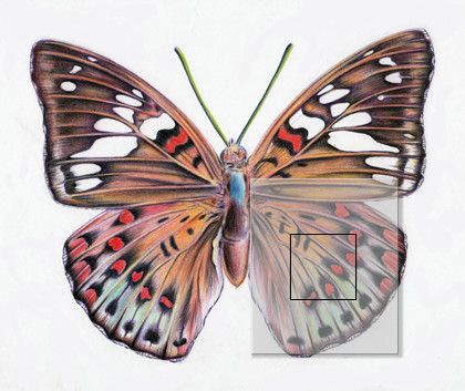 Select a section from your drawing that you find visually interesting. Drawing Butterflies, Draw Butterfly, Insect Drawing, Step By Step Art, Flying Butterflies, Observational Drawing, Butterfly Butterfly, Butterflies Flying, Butterfly Drawing