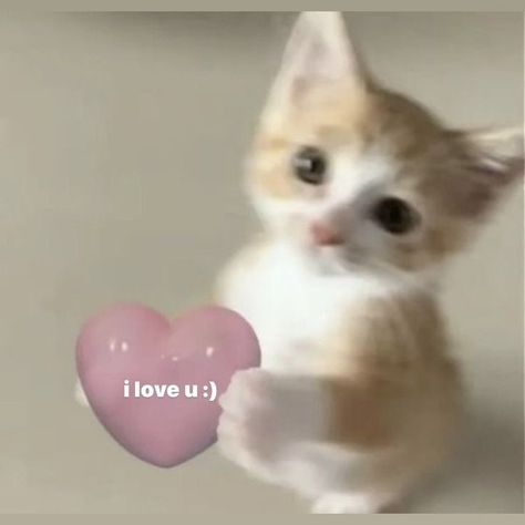 I Love Myself, Love Myself, I Love U, Love U, A Heart, Cute Cat, I Love You, Love You, I Love