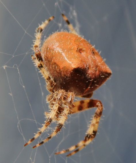 6. Cat-Faced Spider Cat Faced Spider, Spider Tattoos, Arachnids Spiders, Cat Spider, Cats Face, Types Of Spiders, Garden Spider, Wolf Spider, Common Fears