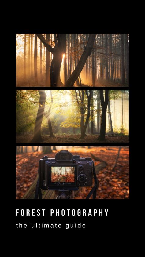 Wilderness Photography, Landscape Photography Settings, Landscape Photography Ideas Creative, Nature Photography Inspiration, Nature Photography For Beginners, Photography At Night, Photography Techniques Ideas, Forest Ideas, Travel Photography Ideas