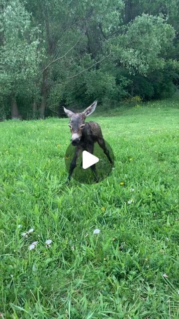 donkeyloyal on Instagram: "Tag a friend.💝 - 📸 Source: @ emmastadey on TikTok (Dm for credit or removal / All rights® are reserved & belong to their respective owners) - Tag someone who needs to see this💙 - 🛒𝗦𝗛𝗢𝗣 𝗡𝗢𝗪👆𝗟𝗜𝗡𝗞 𝗜𝗡 𝗠𝗬 𝗕𝗜𝗢👆𝗪𝗼𝗿𝗹𝗱𝘄𝗶𝗱𝗲 𝗦𝗵𝗶𝗽𝗽𝗶𝗻𝗴🌎 - - - - #donkeybooty#donkeyoftheday#donkeylover#donkeyselfie#donkeylife🐴#cutedonkey#donkeystail#donkeysofinstagram🐴#wilddonkey#donkeysofig#donkeylovers#donkeyphoto" Donkey Videos, Donkey Video, Funny Donkey Pictures, Videos Of Animals, Baby Donkeys, Pics Of Animals, 2 Donkeys, Pet Donkey, Donkey Funny