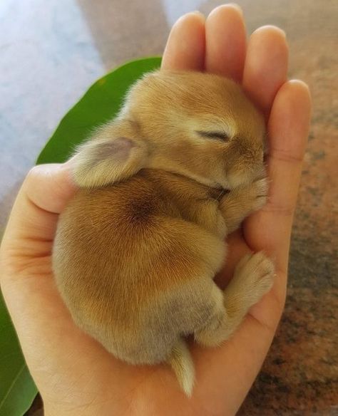 22 Adorable Baby Animals That Will Melt Your Cold Heart  #adorableanimals #cuteanimals #babyanimals #aww #squee Adorable Rabbits, Rabbit Photos, Bee Bee, Akita Dog, Ikea Hemnes, Söt Katt, Baby Animals Pictures