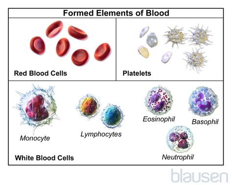 Coagulation Cascade, Types Of Blood Cells, Low Platelets, Blood Components, Lab Activities, White Blood, Phlebotomy, Human Anatomy And Physiology, Diagram Design