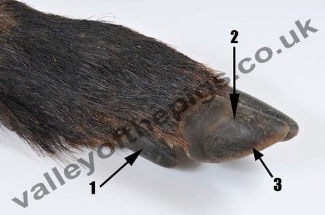 This website gives a great description of trimming pig hooves as well as what a healthy hoof looks like. Pig Hooves, Hoof Care, Pet Pigs, Your Pet, Pigs, Goats, Sheep, Trim, Pet