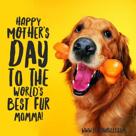 Happy Mothers Day Fur Mom, Fur Mom Mothers Day, Holiday Memes, Happy Mothers Day Messages, Happy Easter Quotes, Puppies Pictures, Cheap Mothers Day Gifts, Dog Mothers Day, Easy Mother's Day Crafts