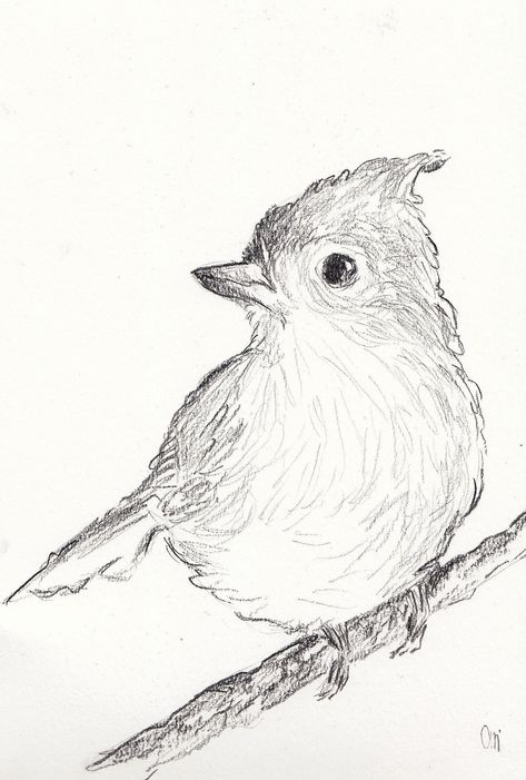 Charcoal Drawing of a bird A5 size Robin Pencil Drawing, Sketch Of Bird, Line Drawings Of Animals, Realistic Bird Drawings, Drawing Ideas Birds, Ink Sketches Simple, Bird Drawing Cute, How To Draw A Bird, Bird Illustration Cute