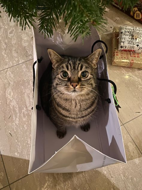 #christmas #cat #presents Opening Presents Aesthetic, Christmas Presents For Cats, Cat Presents, Cat Wedding, Cat Christmas Gift, Cat Hacks, Cat Owner, Cat Christmas, Izu