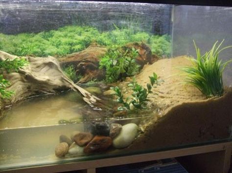 Correct Rainbow Crab Home? - Reptile Forums Halloween Crab, Hermit Crab Habitat, Crab Tank, Hermit Crab Tank, Fiddler Crab, Frog Habitat, Turtle Aquarium, Beautiful Tropical Fish, Fish Tank Themes