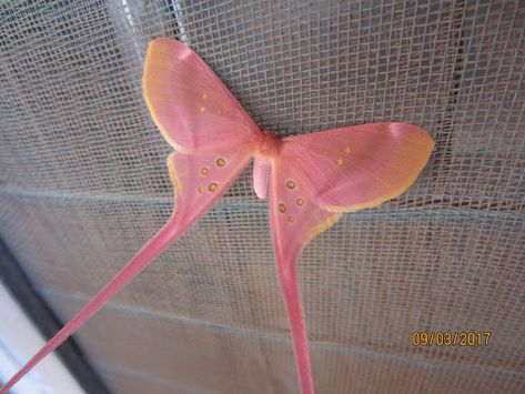 Pink Silk Moth, Moth Pfp, Pretty Moths, Silk Moth, Pink Moth, Cute Moth, Cool Insects, Cool Bugs, Beautiful Bugs