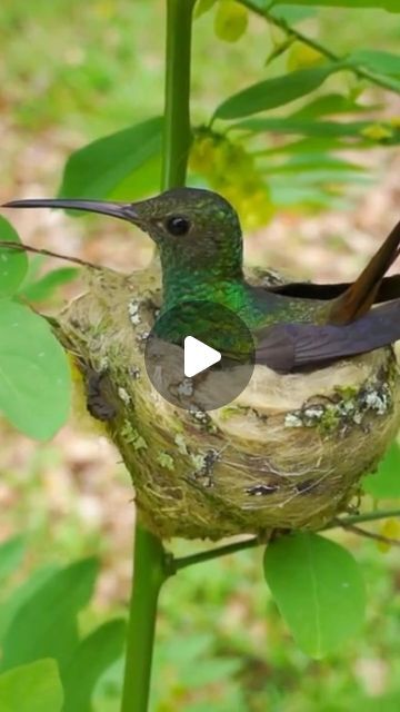 Nature Lover | Digital Creator | Reel maker on Instagram: "Tiny Guardian: Rufous-tailed Hummingbird at Nesting Time 🌺🐦 #HummingbirdNesting #Shorts #beautifuloverland

The Rufous-tailed Hummingbird, a tiny marvel of the Americas, displays incredible maternal care. The female constructs a nest, often camouflaged with lichen, and sits delicately atop it during incubation. Despite their diminutive size, these birds undertake epic migrations, covering vast distances between breeding and wintering grounds. The iridescent plumage and rapid wing beats make them enchanting to behold. Witnessing a Rufous-tailed Hummingbird at its nest offers a rare glimpse into the delicate balance of nature. #HummingbirdNesting #AvianMaternity

#NatureElegance #BlackNapedMonarch #TropicalBeauty #AvianWonders #Sho Balance Of Nature, Bird Brain, Diy Bird Feeder, Hummingbird Tattoo, Digital Creator, How To Attract Hummingbirds, Pregnancy Care, Hummingbirds, Water Features