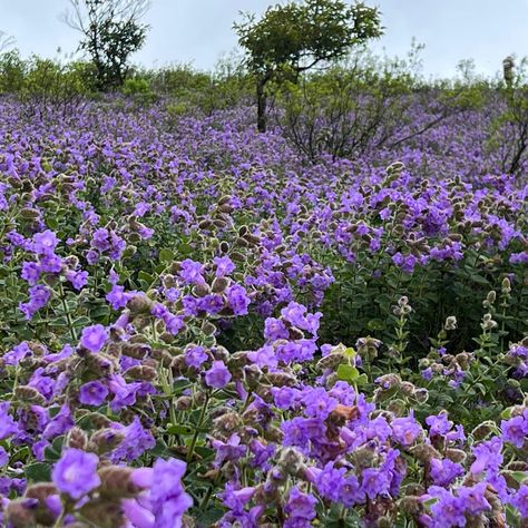 Buzz Check more at https://timesof24.com/neelakurinji-flowers-that-bloom-as-soon-as-in-12-years-have-vacationers-flocking-to-chikkamagaluru/ Neelakurinji Flower, Flower Blanket, Environmental Health, Amazing Travel Destinations, Amazing Travel, Ecosystem, Beautiful Sunset, Flocking, Timeless Beauty