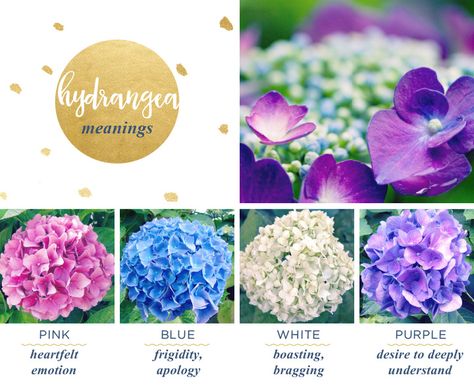 Hydrangea Meaning, Symbolism Flowers, Purple Hydrangea Wedding, Hydrangea Tattoo, Native Wedding, Church Wedding Flowers, Bright Wedding Flowers, Giving Flowers, Tropical Wedding Flowers