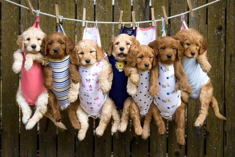 Puppy For Sale Picture Ideas, Newborn Puppies Photoshoot, Puppy Growth Pictures Ideas, Puppy Litter Pictures, Puppy Litter Announcement Ideas, Puppy Pics Ideas, Cute Puppy Pictures Ideas Photo Shoot, Litter Of Puppies Photography, Puppy Picture Ideas To Sell