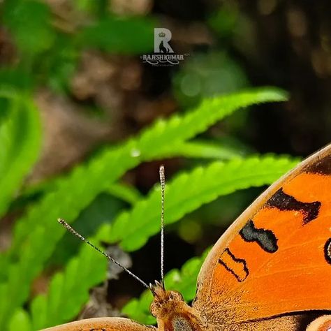 rajesh kumar on Instagram: "Another Peacock of Butterflies's World Species - Peacock Pansy ( Junonia almana ) An absolutely stunning looking Pansy 🦋 found in India and many other parts of South East Asia. Here these are active throughout the year but the best season to spot this beauty is during September to November . #knowfurther #natgeoindia #yourshotphotographer #igclub_butterfly #soulmadebutterfly #kings_insects #feelalive #bbcearth #earthcapture #thinkdeeply #insectguru #macro_turkey #9v Think Deeply, South East Asia, Best Seasons, Nature Study, East Asia, Pansies, Southeast Asia, Moth, Insects