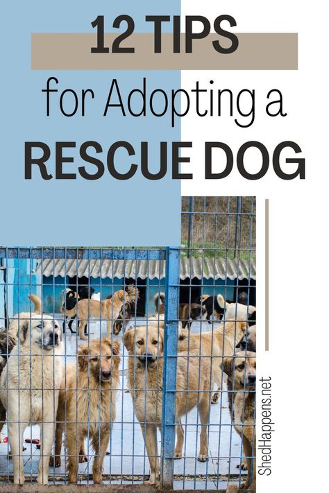 Multiple larger brown dogs in a caged pen with a blue and grey long dog house behind them. Text states: 12 tips for adopting a rescue dog. Rescue Dog Tips, How To Train A Rescue Dog, Bringing Home A Rescue Dog, Training An Older Rescue Dog, Rescue Dog Training Tips, Rescue Dogs For Adoption Near Me, Emergency Phone Numbers, First Aid Information, Hattie Mae