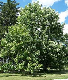 Magnolia Acuminata, Cucumber Tree, Magnolia Liliiflora, Eucalyptus Deglupta, Spring Flowering Trees, Bushes And Shrubs, Spring Garden Flowers, Magnolia Tree, Blooming Trees