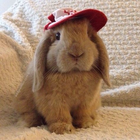 Cutie bunny with red and white baseball hat. Cool Bun, Baby Pandas, White Baseball Hat, Puppy Barking, Fun Buns, Fuzzy Wuzzy, Honey Bunny, Instagram Accounts To Follow, Funny Bunnies