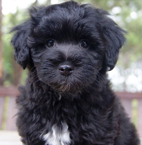 Maltese Puppies For Sale | Houghton, MI Shih Tzu Black And White, Black Maltese, Mix Breed Dogs, White Maltese, Maltese Puppies For Sale, Maltipoo Dog, Shih Poo, Dog Prints, Big Personality